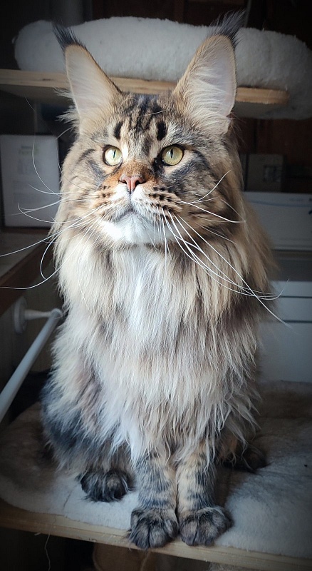 USA*Cascademtn Daker - Adult maine-coon 1 year 4 months 2.5 weeks