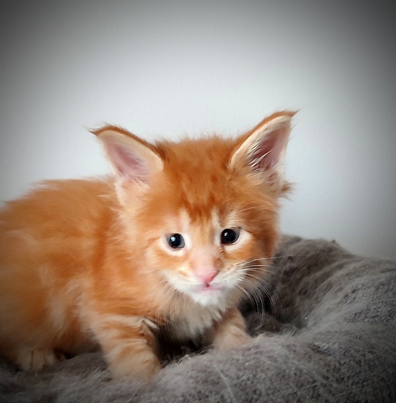 Koko Monterini - Kitten maine-coon 1 month 0.5 weeks