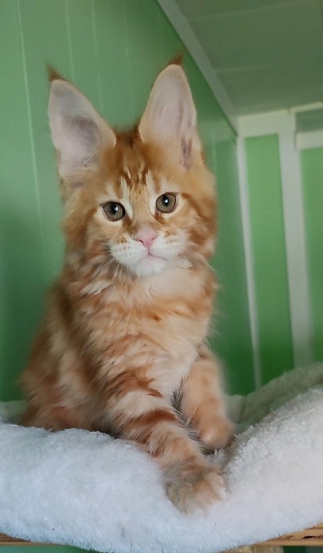 Koko Monterini - Kitten maine-coon 2 months 1.5 week