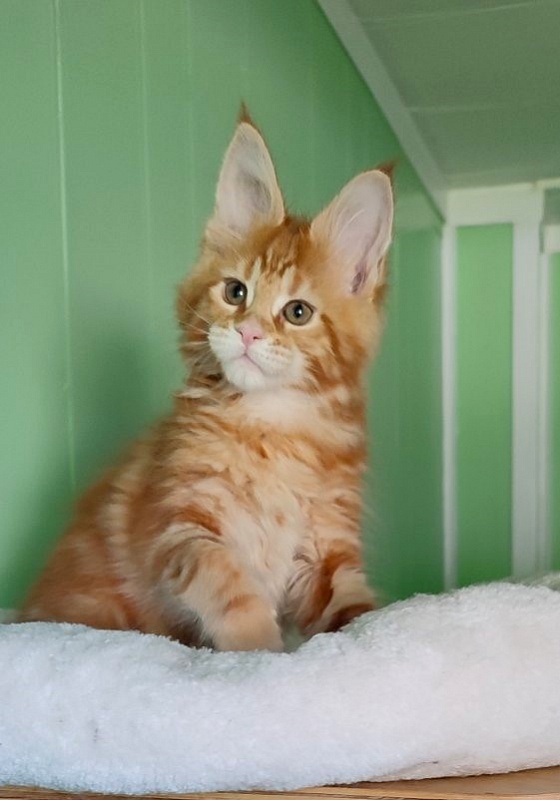 Koko Monterini - Kitten maine-coon 2 months 1.5 week
