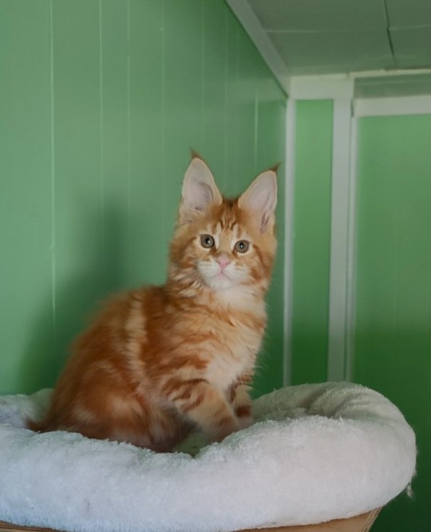 Koko Monterini - Kitten maine-coon 2 months 1.5 week