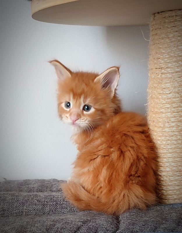 Koko Monterini - Kitten maine-coon 1 month 0.5 weeks