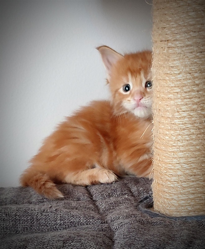 Koko Monterini - Kitten maine-coon 1 month 0.5 weeks