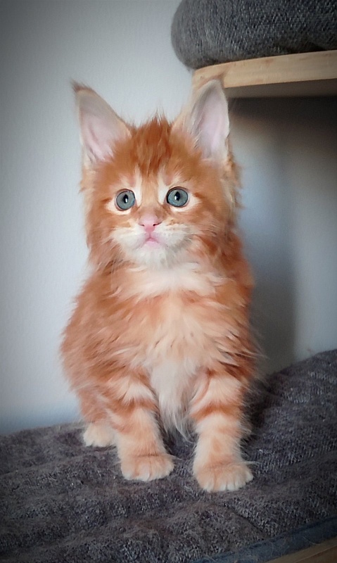 Koko Monterini - Kitten maine-coon 1 month 1 week