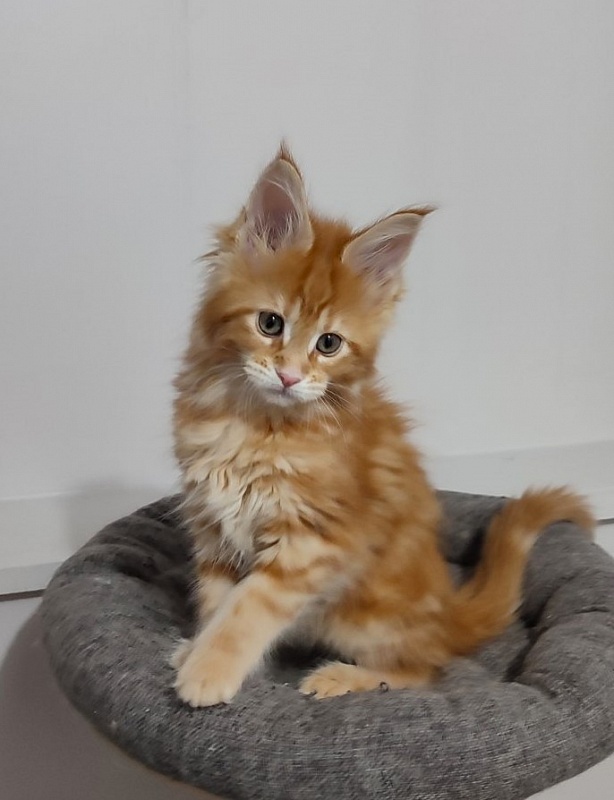 Koko Monterini - Kitten maine-coon 2 months