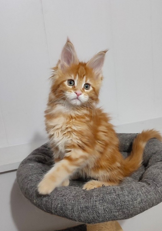 Koko Monterini - Kitten maine-coon 2 months