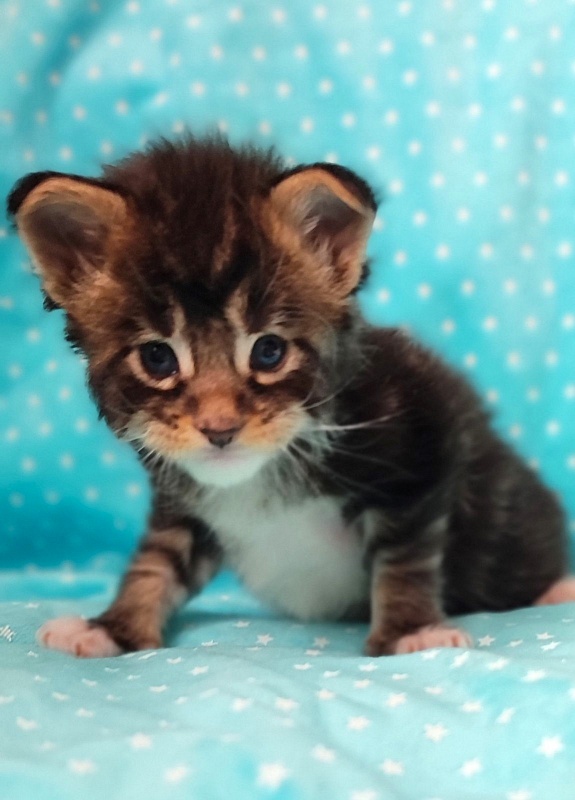 Keep me softy Monterini - Kitten maine-coon 3 weeks