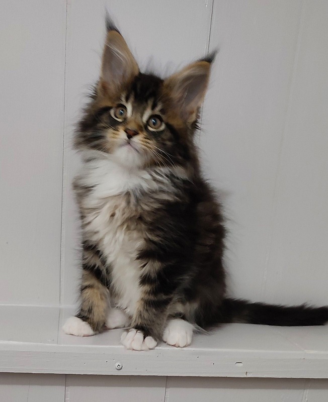 Keep me softy Monterini - Kitten maine-coon 2 months