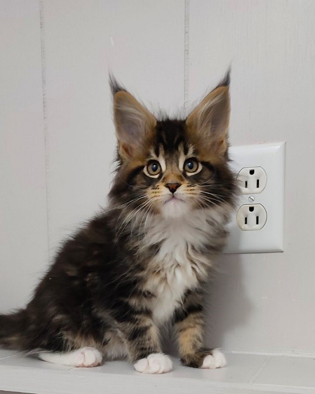 Keep me softy Monterini - Kitten maine-coon 2 months