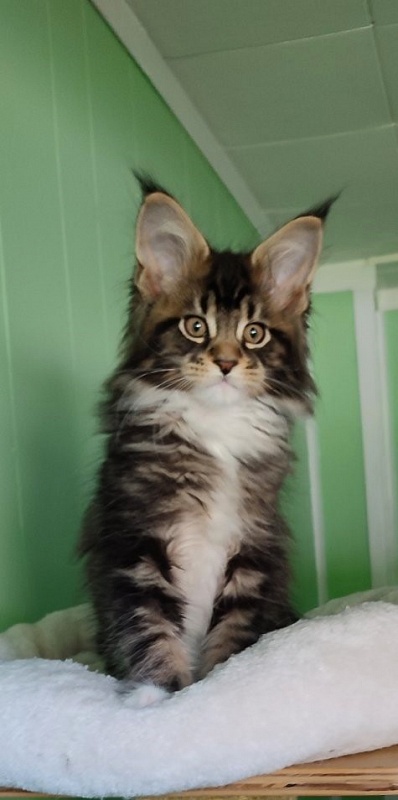Keep me softy Monterini - Kitten maine-coon 2 months 1.5 week