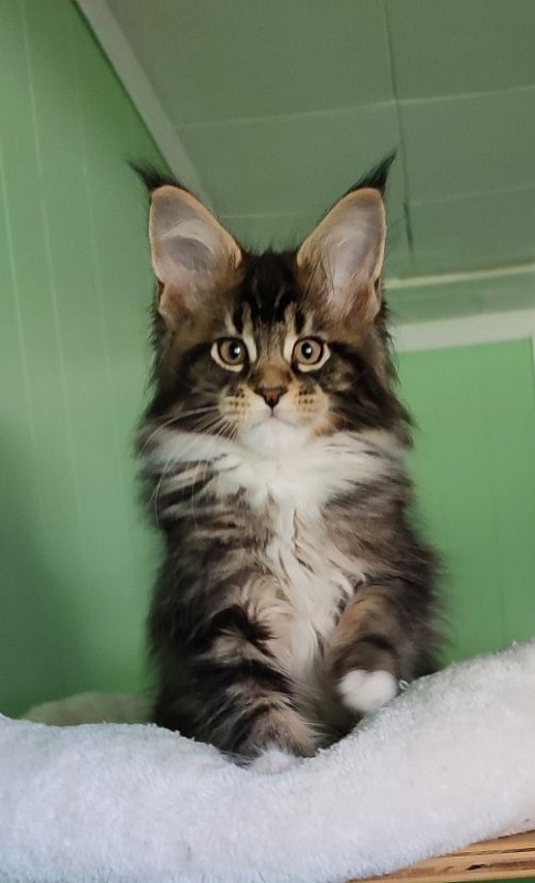 Keep me softy Monterini - Kitten maine-coon 2 months 1.5 week