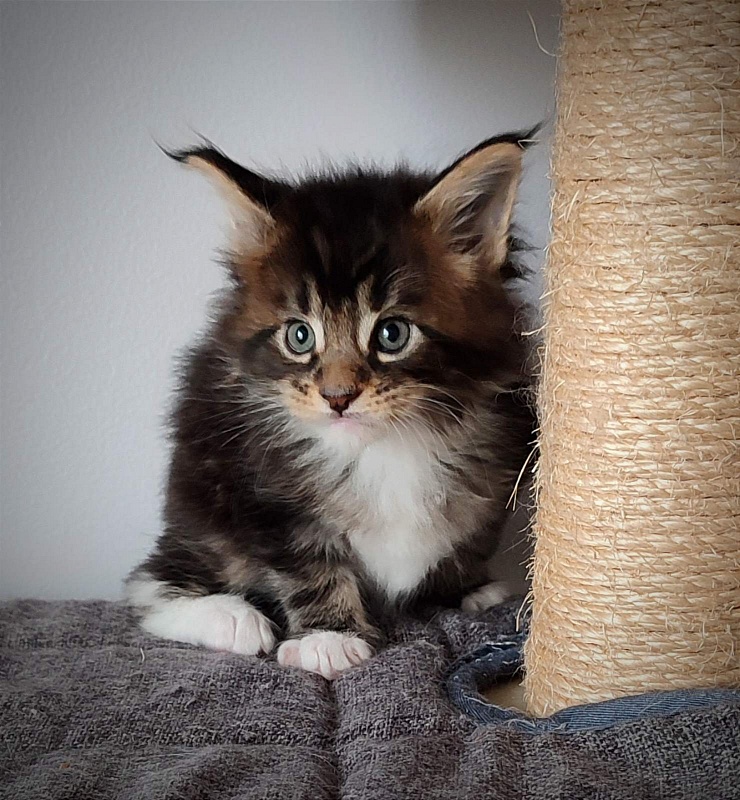 Keep me softy Monterini - Kitten maine-coon 1 month 0.5 weeks