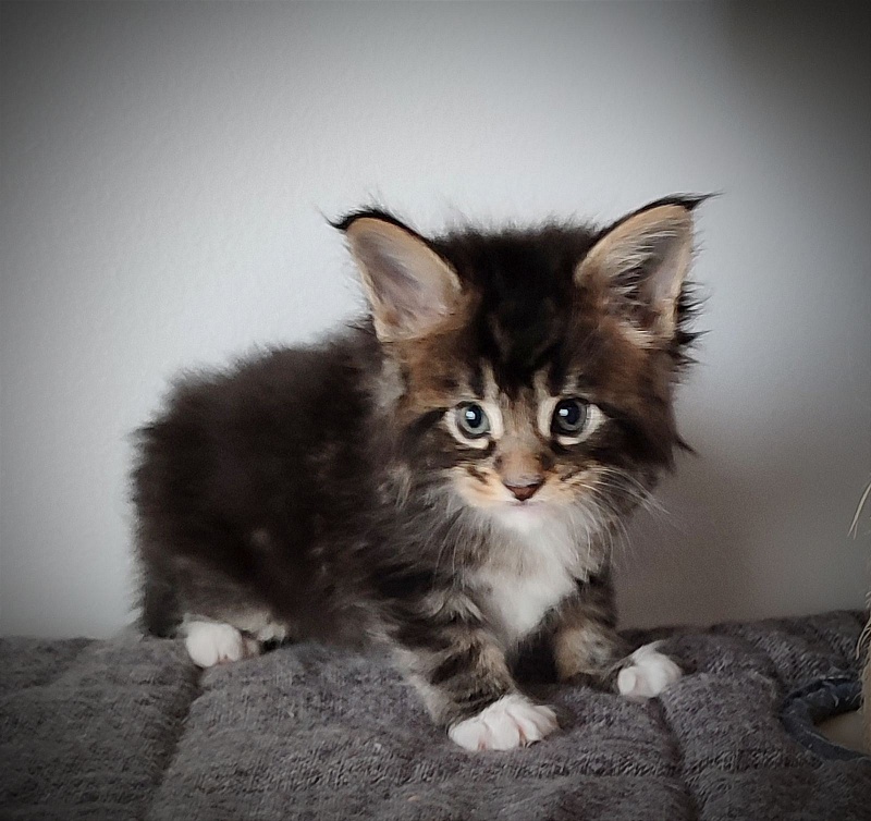 Keep me softy Monterini - Kitten maine-coon 1 month 0.5 weeks