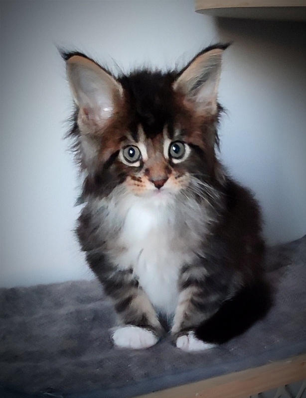Keep me softy Monterini - Kitten maine-coon 1 month 1 week