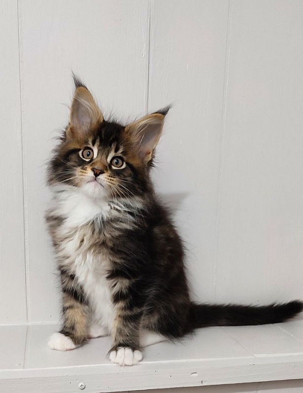 Keep me softy Monterini - Kitten maine-coon 2 months