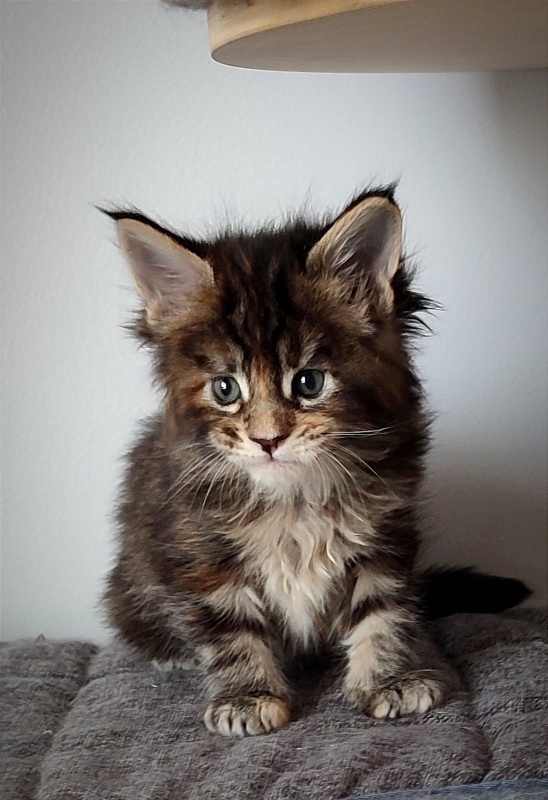 Kissme Monterini - Kitten maine-coon 1 month 0.5 weeks