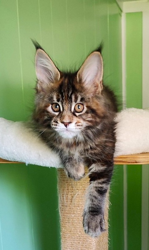 Kissme Monterini - Kitten maine-coon 2 months 1.5 week