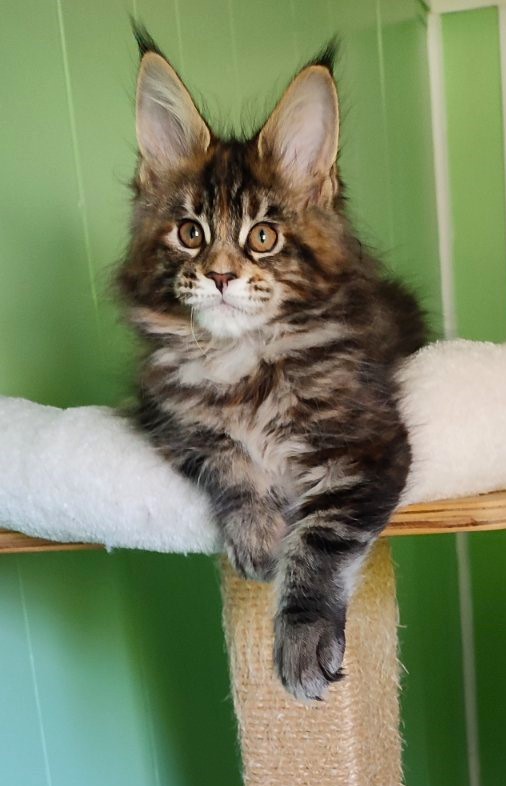 Kissme Monterini - Kitten maine-coon 2 months 1.5 week