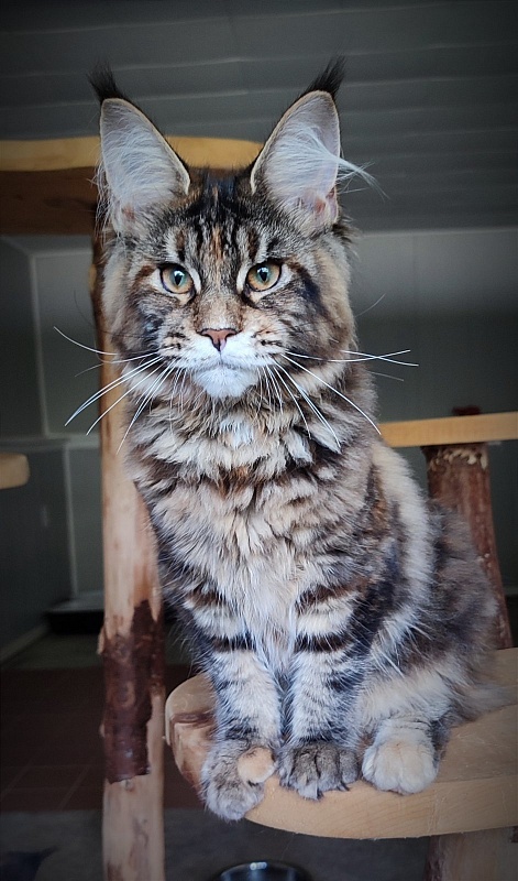 Kissme Monterini - Kitten maine-coon 4 months 3.5 weeks