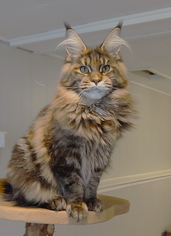 Kissme Monterini - Junior maine-coon 7 months 0.5 weeks