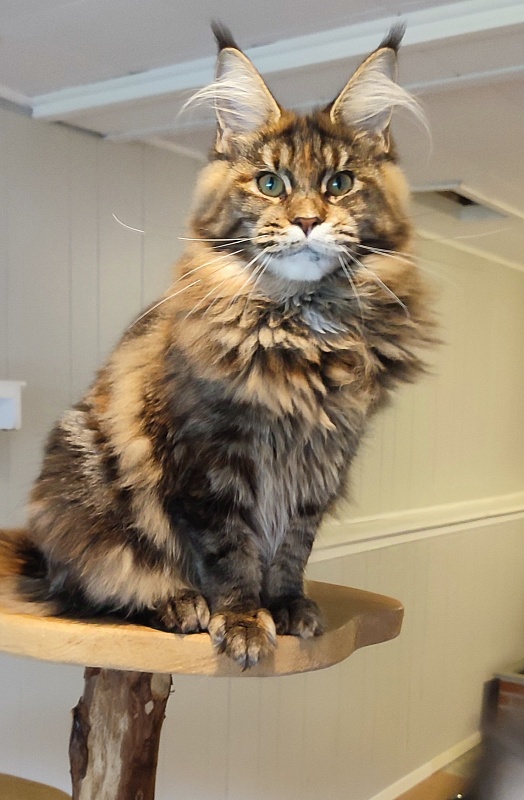 Kissme Monterini - Junior maine-coon 7 months 0.5 weeks