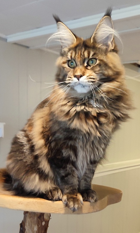Kissme Monterini - Junior maine-coon 7 months 0.5 weeks