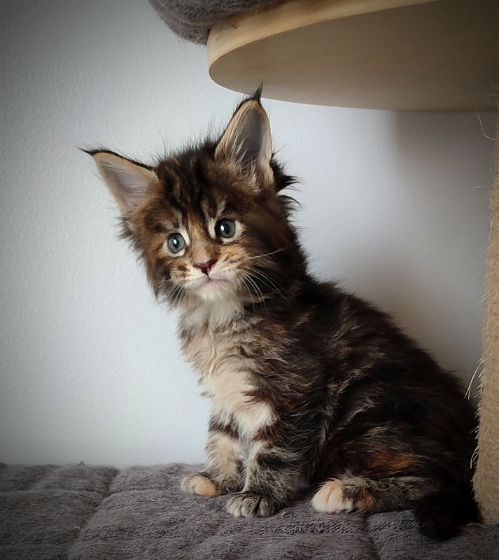 Kissme Monterini - Kitten maine-coon 1 month 0.5 weeks