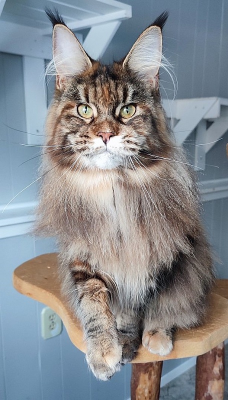 Kissme Monterini - Adult maine-coon 10 months 2 weeks