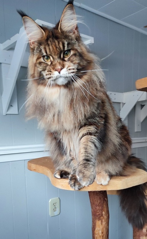 Kissme Monterini - Adult maine-coon 10 months 2 weeks