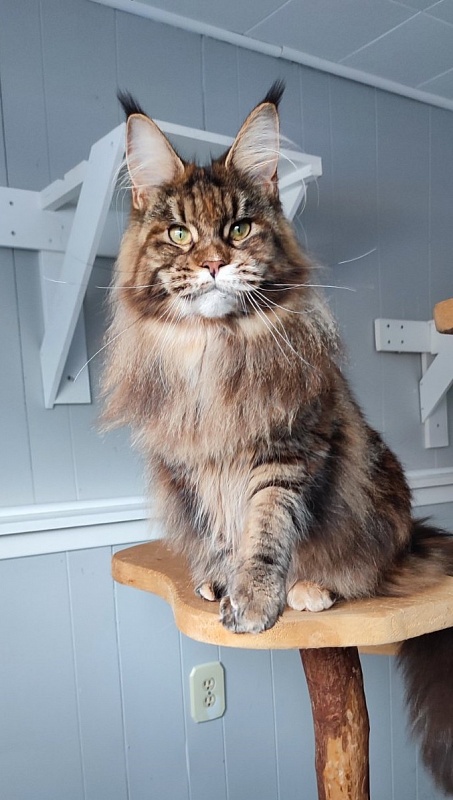 Kissme Monterini - Adult maine-coon 10 months 2 weeks