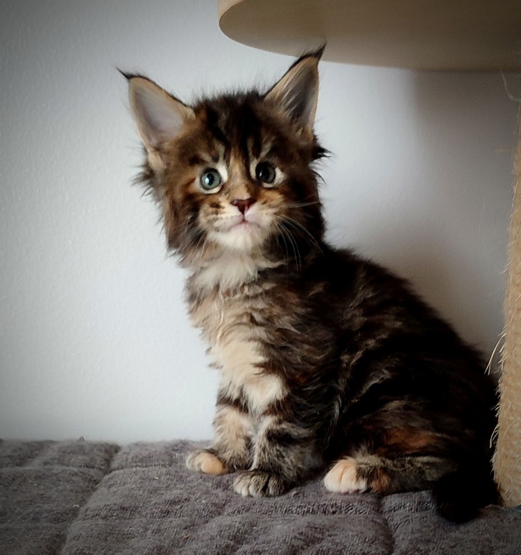 Kissme Monterini - Kitten maine-coon 1 month 0.5 weeks
