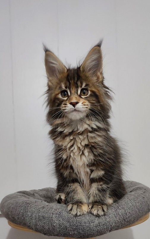 Kissme Monterini - Kitten maine-coon 2 months