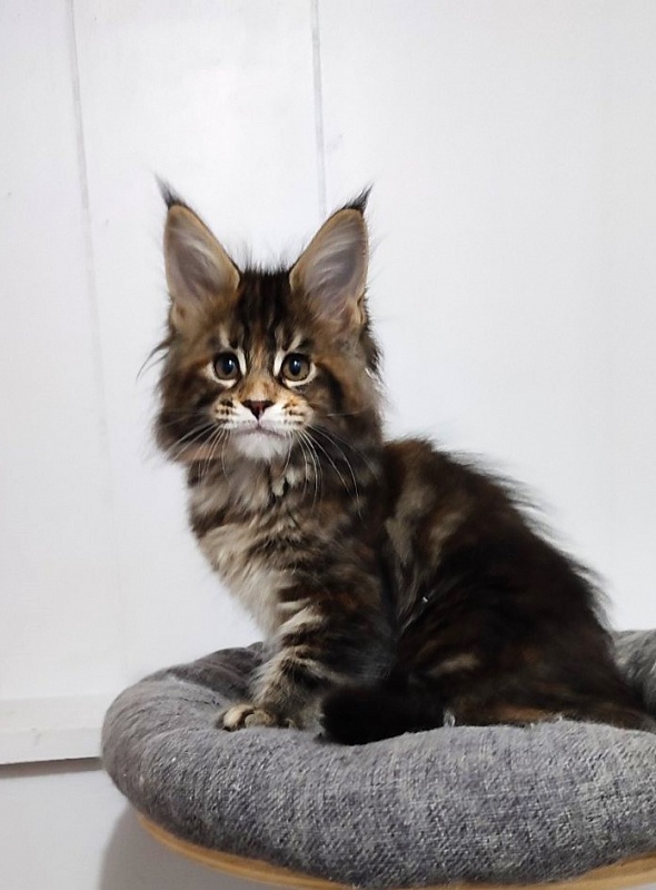 Kissme Monterini - Kitten maine-coon 2 months