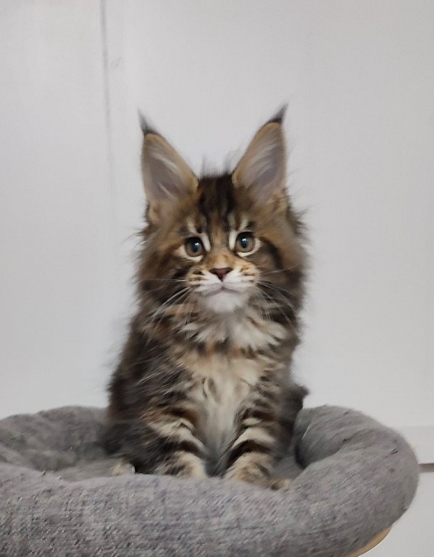Kissme Monterini - Kitten maine-coon 2 months