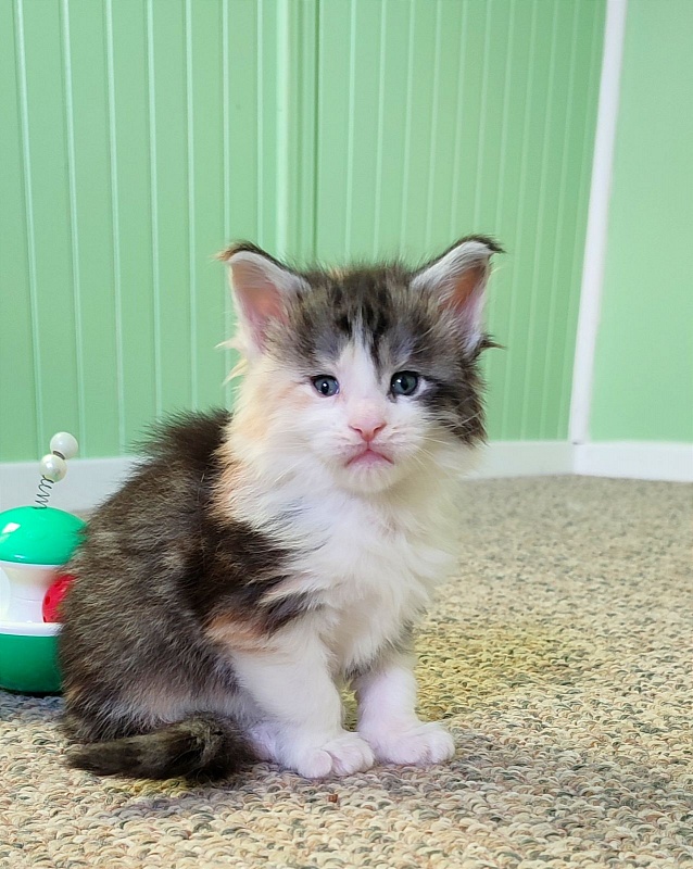 Lady Liberty Monterini - Kitten maine-coon 4 weeks