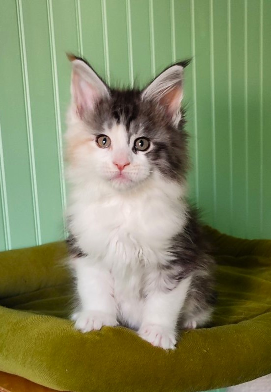 Lady Liberty Monterini - Kitten maine-coon 1 month 2 weeks