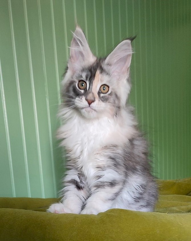 Limonchella Monterini - Кошеня мейн-кун 2 місяця 2 тижні
