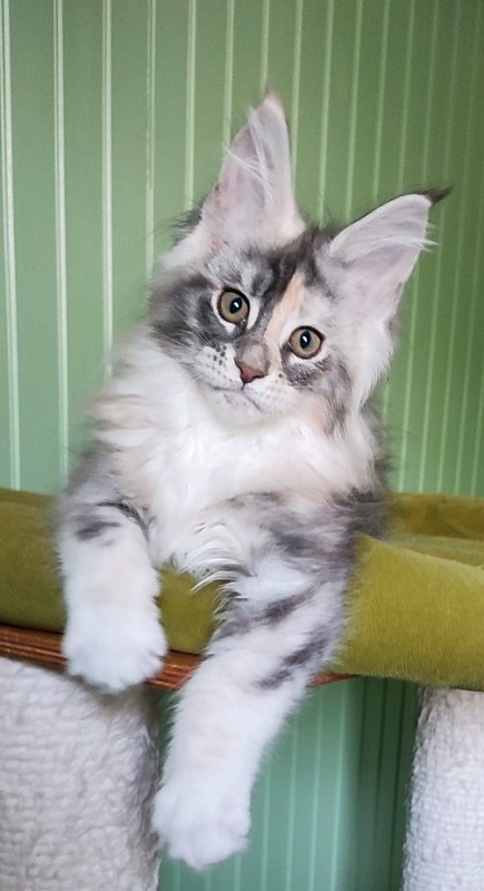 Limonchella Monterini - Кошеня мейн-кун 2 місяця 2 тижні