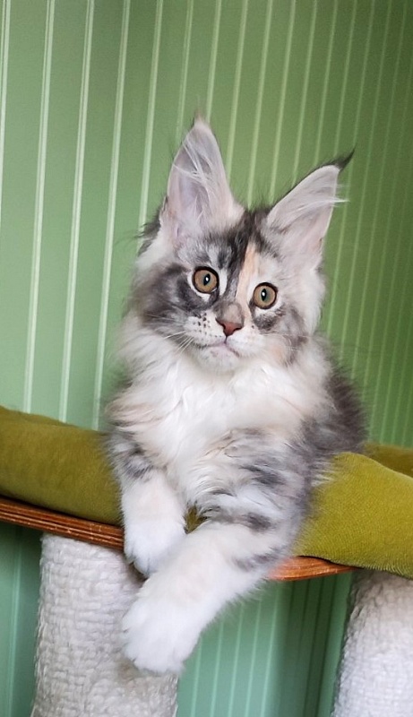 Limonchella Monterini - Кошеня мейн-кун 2 місяця 2 тижні