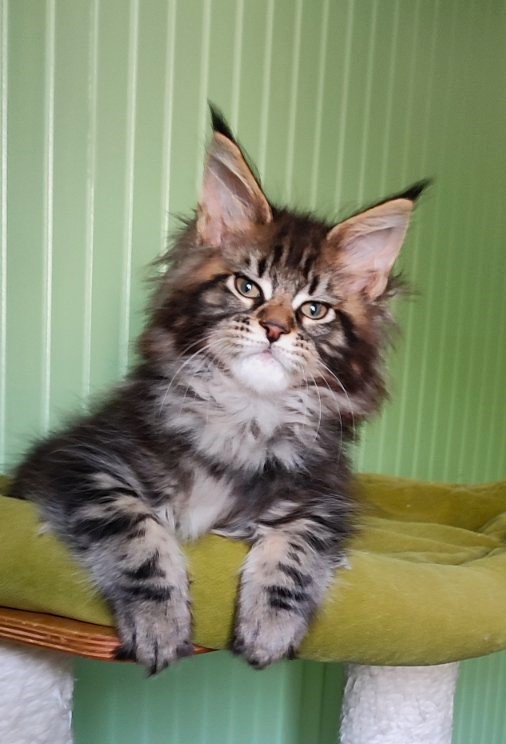 Moriconna Monterini - Kitten maine-coon 2 months 1.5 week