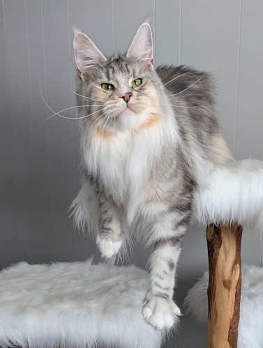Manissa Monterini - Adult maine-coon 1 year 9 months 3.5 weeks