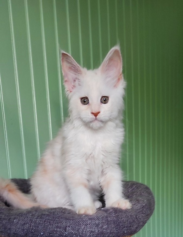 Navia  Monterini - Kitten maine-coon 2 months 1.5 week