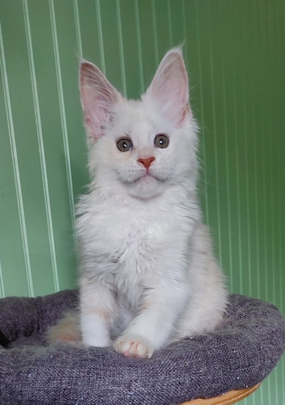 Navia  Monterini - Kitten maine-coon 2 months 1.5 week