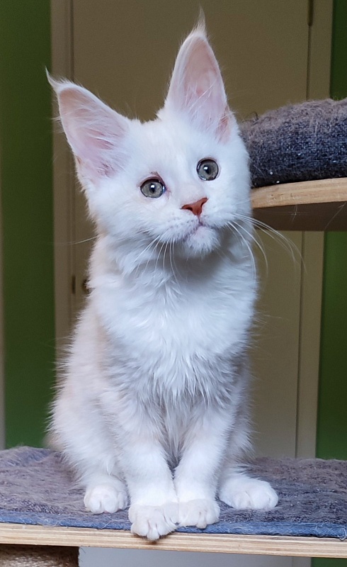 Navia  Monterini - Kitten maine-coon 2 months 4 weeks