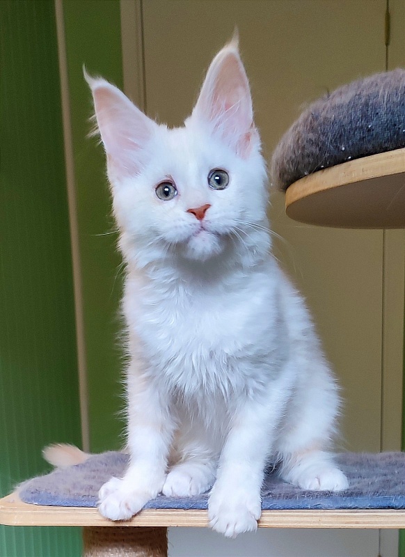 Navia  Monterini - Kitten maine-coon 2 months 4 weeks