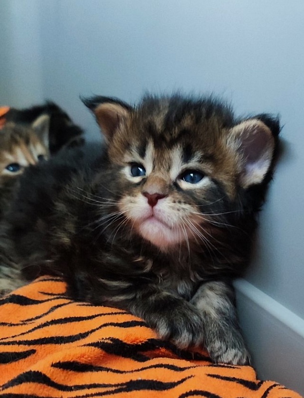 Odin Monterini - Kitten maine-coon 3 weeks