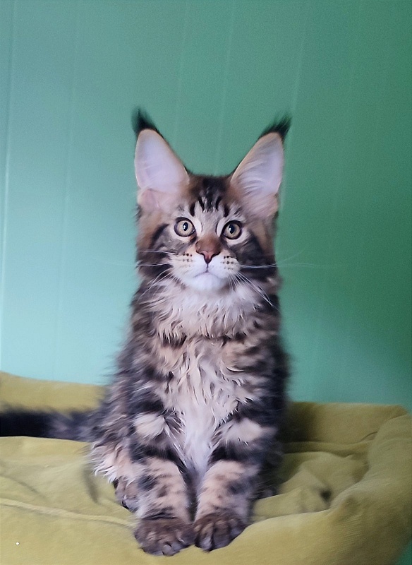 Odin Monterini - Kitten maine-coon 3 months