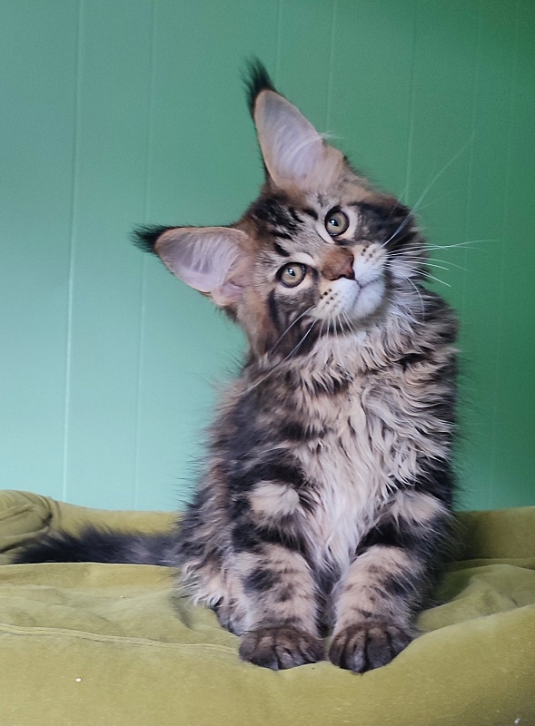 Odin Monterini - Kitten maine-coon 3 months