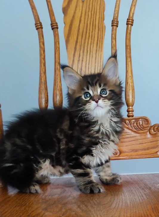 Odin Monterini - Kitten maine-coon 1 month 2 weeks