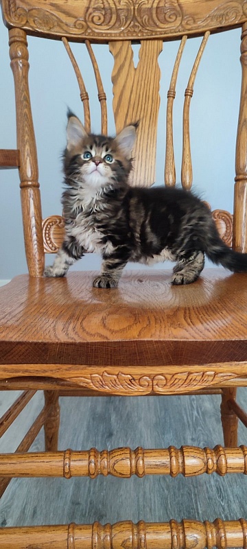 Odin Monterini - Kitten maine-coon 1 month 2 weeks